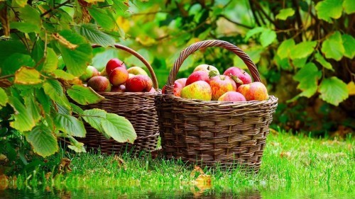 cure detox monodiete pommes